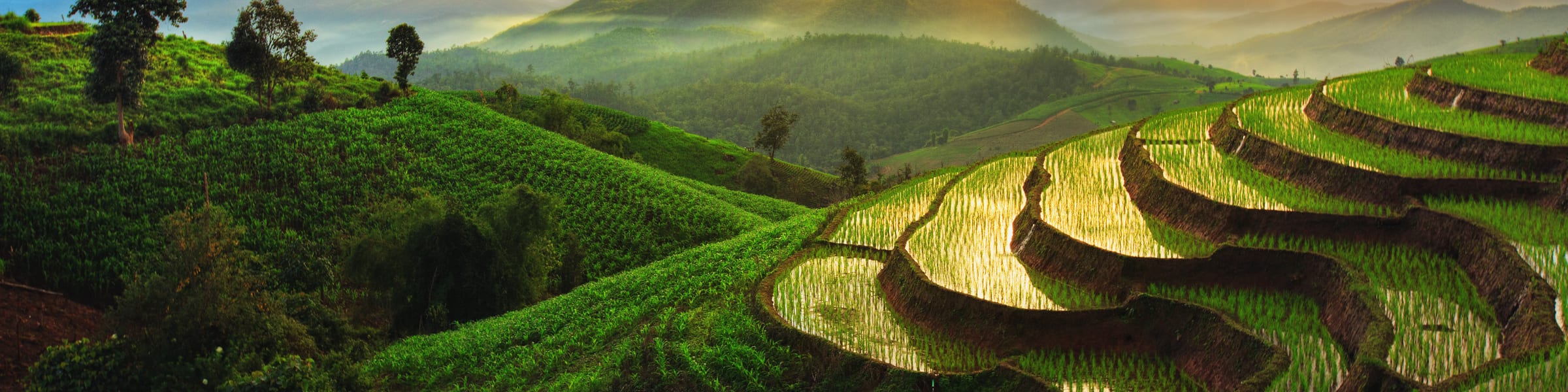 Far East Cruises
