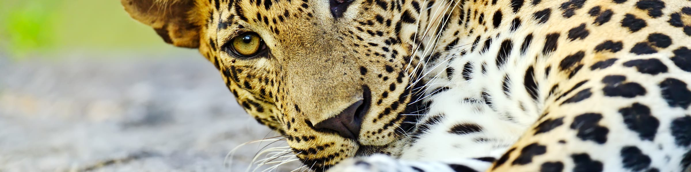 Sri Lanka Wildlife Tour