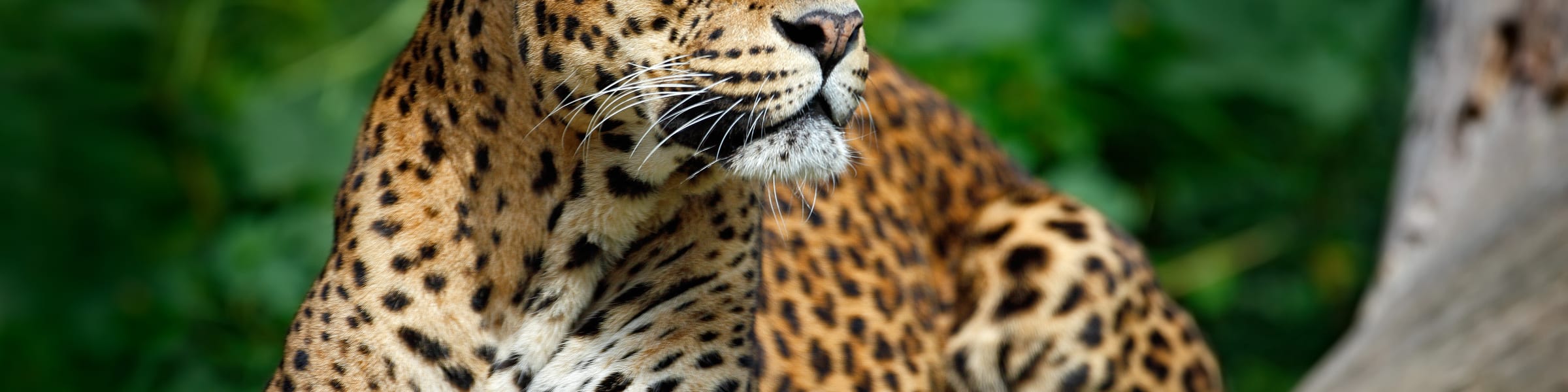 Yala National Park Safari