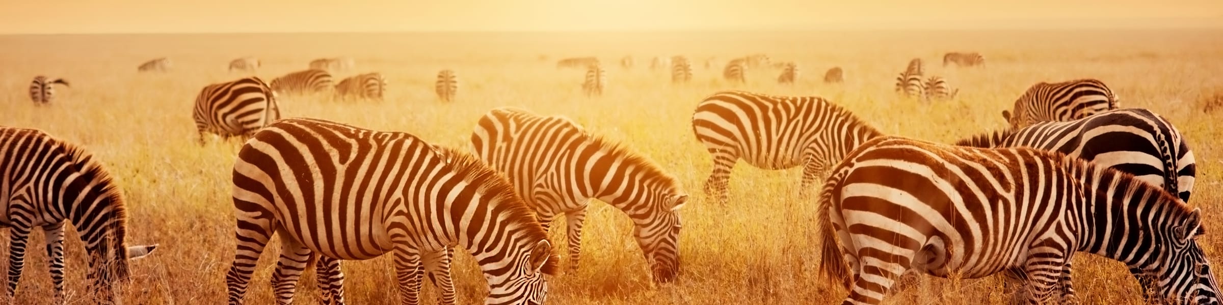 Tanzania National Parks Tour