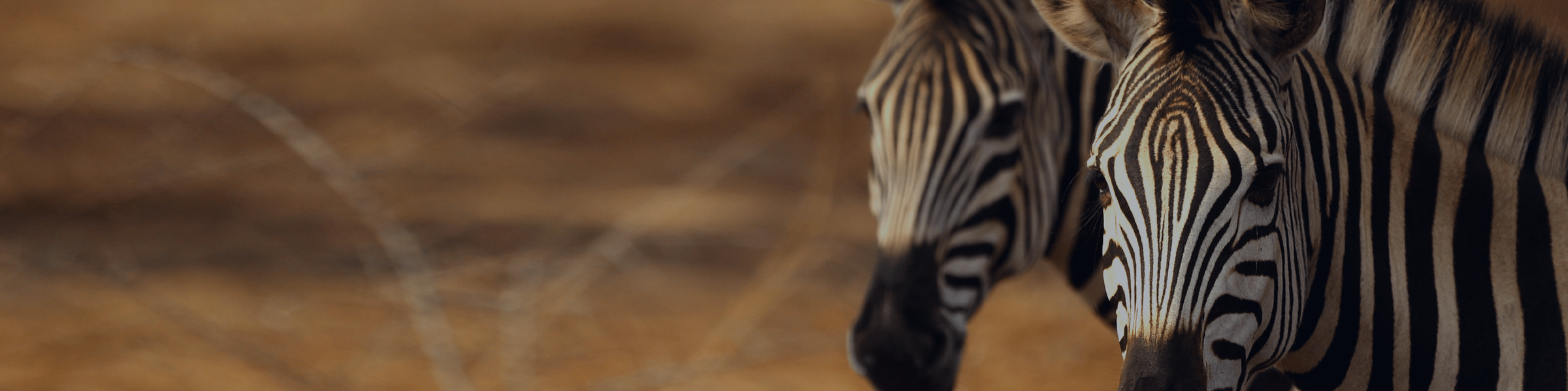 Africa Special Offers