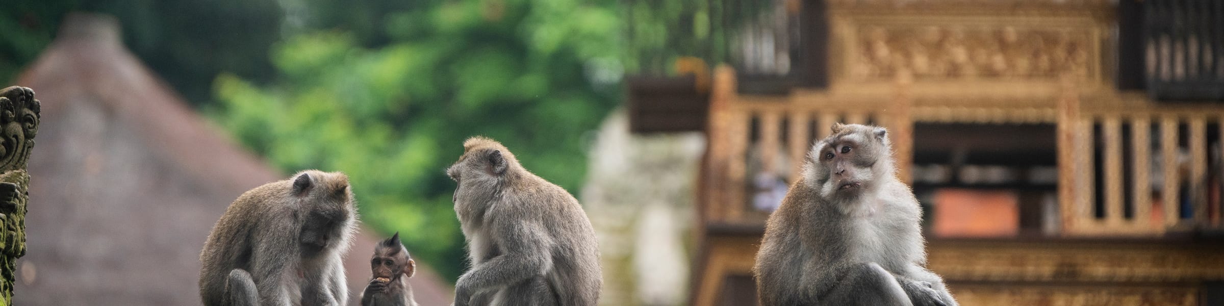Bali & Beyond