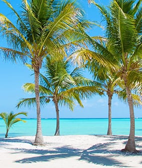 The Palm Beaches