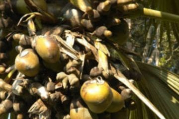 Coco de Mer close-up