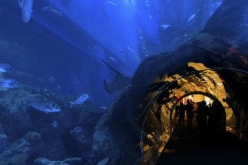 Dubai Aquarium and Underwater Zoo