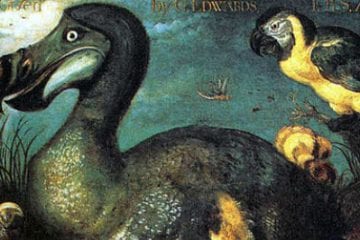 The Dodo in Mauritius - Its metabolic processes are now history