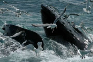 Wild beauty - a feeding whale.