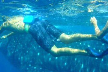 Swimming with whale sharks during a holiday in Cancun