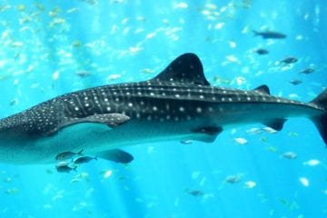 Yucatan Whale Sharks