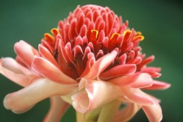 Nature of Saint Lucia