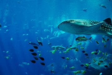 Whale Sharks