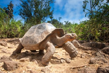 https://img.kenwoodtravel.co.uk/thumb/370x270/uploads/2023/07/27/Galapagos%20Giant%20Turtle.jpg