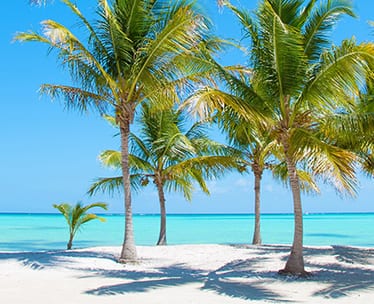 The Palm Beaches