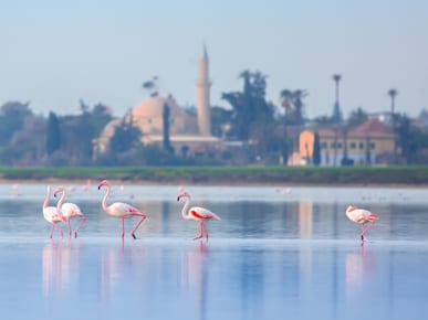 Larnaca Salt Lakes