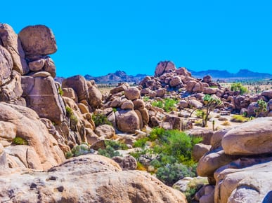 Visit Joshua Tree National Park