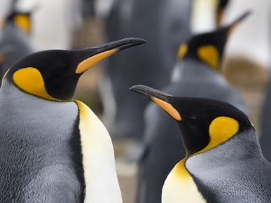 South Georgia Island