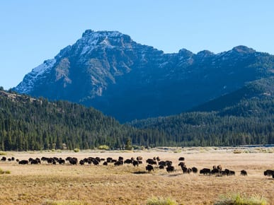 Search for wildlife in Lamar Valley