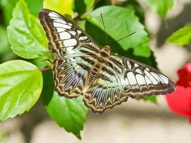 The Butterfly Farm Aruba