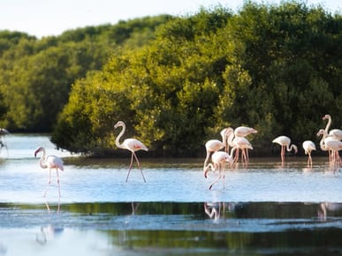 Al Zorah Nature Reserve