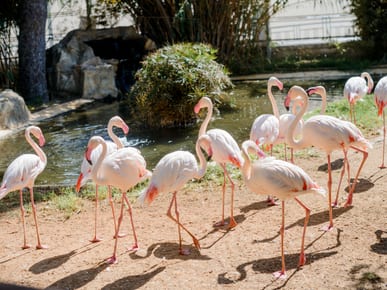 Limassol Zoo