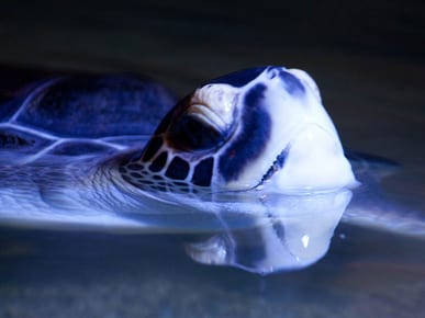 Aquaworld Aquarium
