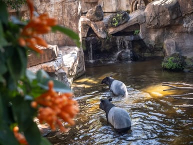 Bioparc Fuengirola