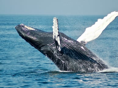 Whale watching