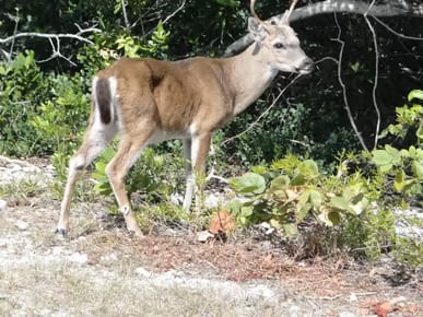National Key Deer Refuge