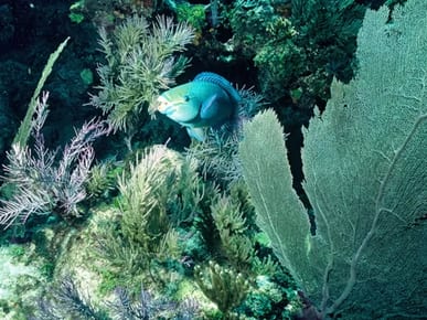 John Pennekamp Coral Reef State Park