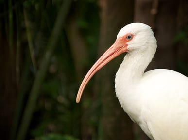 Palm Beach Zoo
