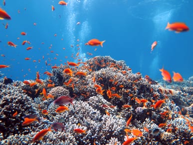 Diving at Ras Mohammed National Park