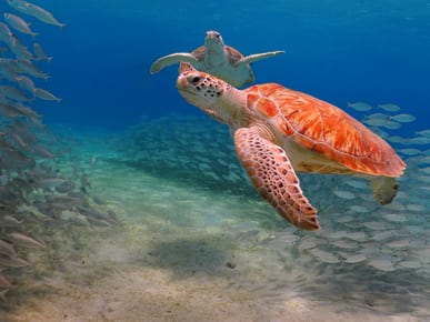Buccoo Reef