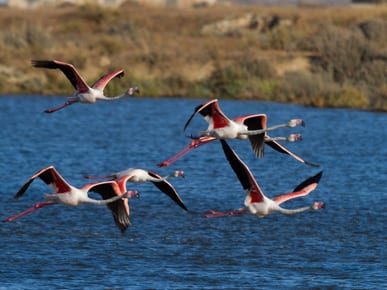 Ria Formosa