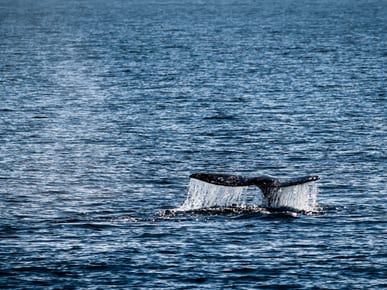 Whale Watching on Salt Cay