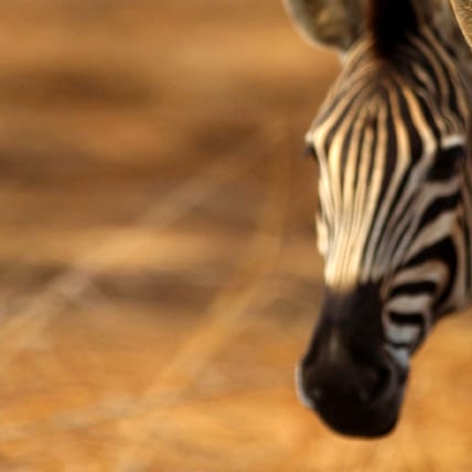 south-africa1