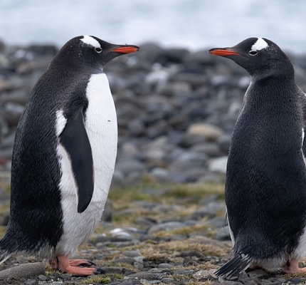 Antarctic Peninsula Discovery