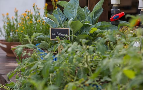 Chef's Garden