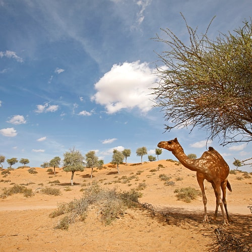 Ras Al Khaimah Beach & Desert