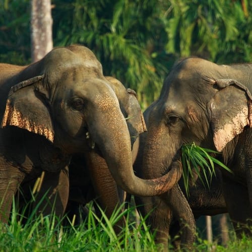 Phuket & Elephant Hills