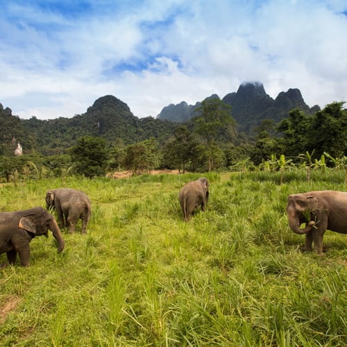 Elephant Hills & Beach Getaway