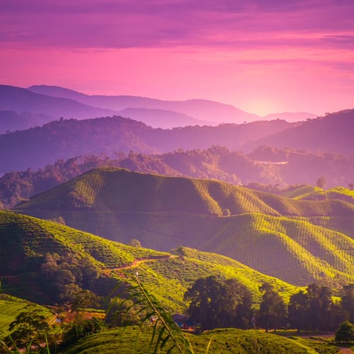 Kuala Lumpur & Cameron Highlands