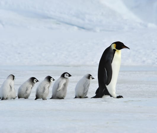 Polar Region Cruises