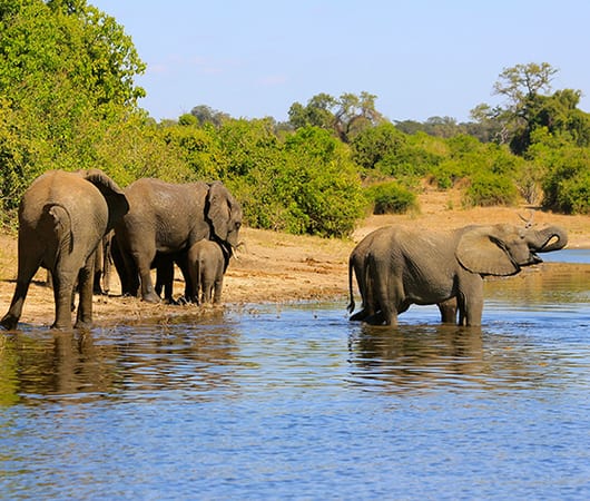 Chobe