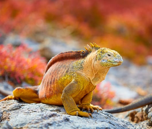 Galapagos