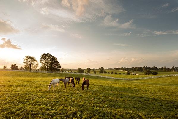https://img.kenwoodtravel.co.uk/thumb/600x400/uploads/2024/03/18/Darby%20Dan%20Horse%20Farm.jpg