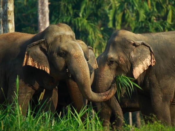 Phuket & Elephant Hills