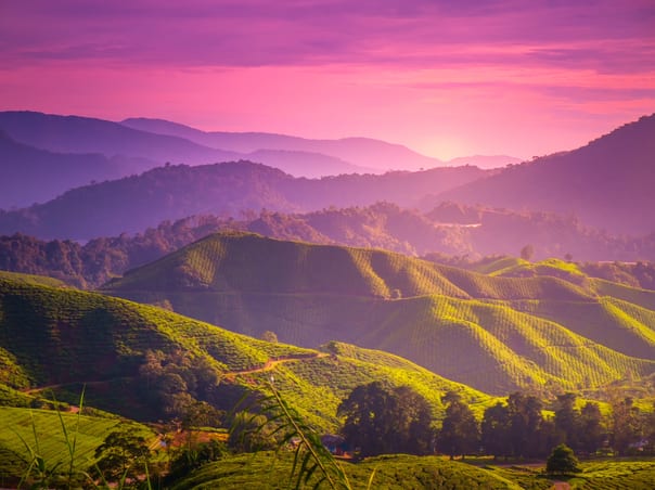 Kuala Lumpur & Cameron Highlands