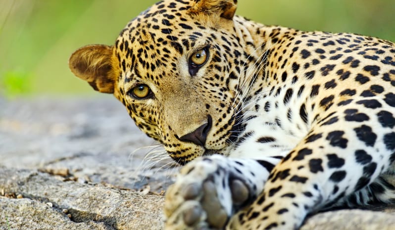 shutterstock_263409884