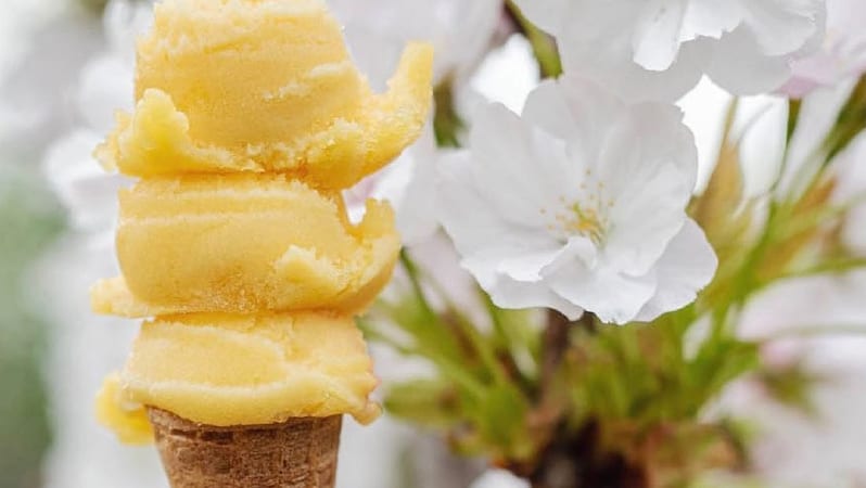 Creperie - Gelateria Three scoops of yellow mango sorbet gelato stacked on a cone with white cherry blossom flowers in the background at Grecotel LUXME Costa Botanica by Kenwood Travel