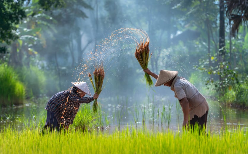 Asian farmer transplant rice seedlings in rice field, Farmer planting rice in the rainy season.jpg